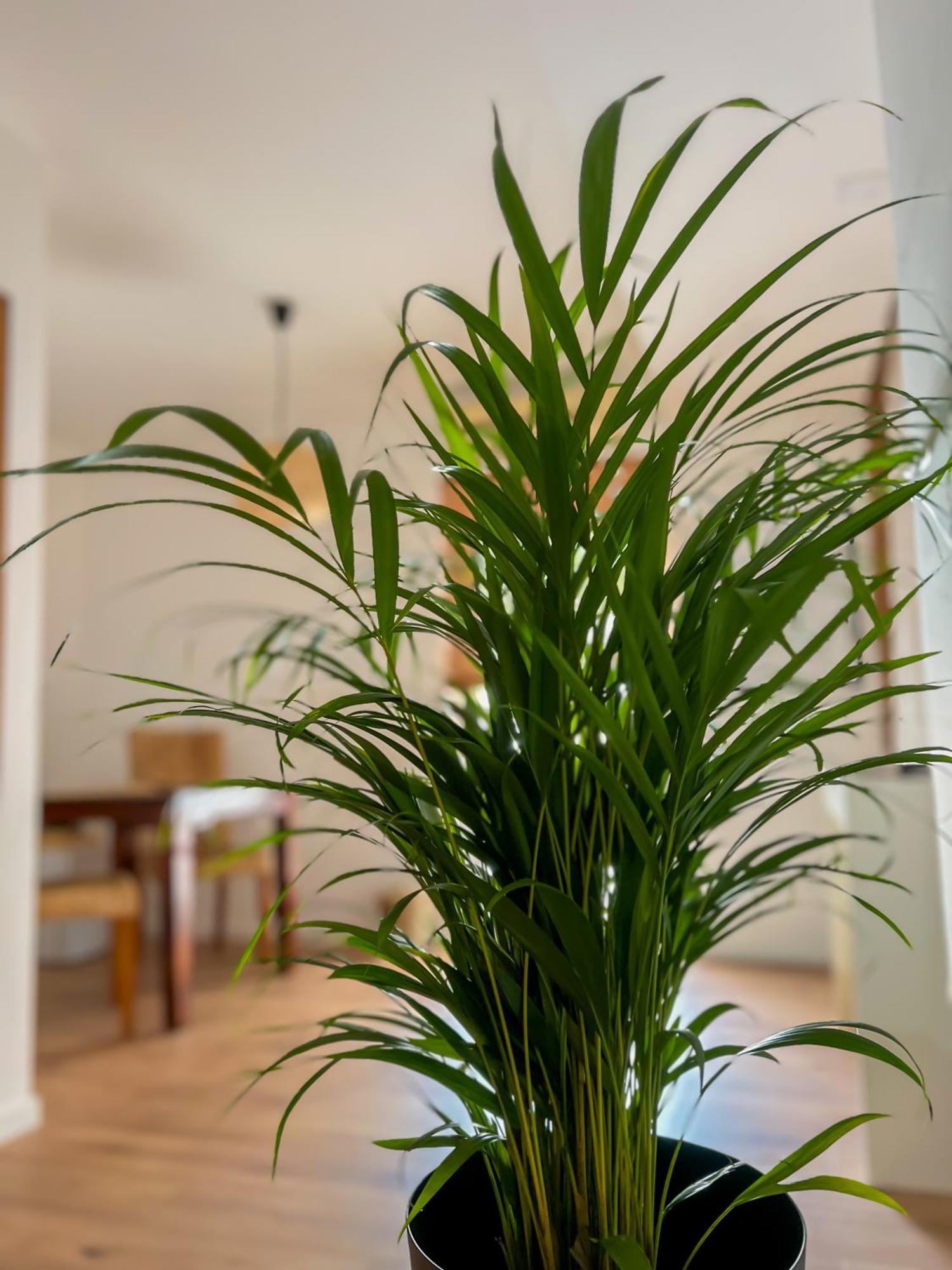 Apartments Villa Klaudia - Adults Only Crikvenica Zewnętrze zdjęcie
